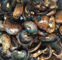 Cashew shell before extracting oil