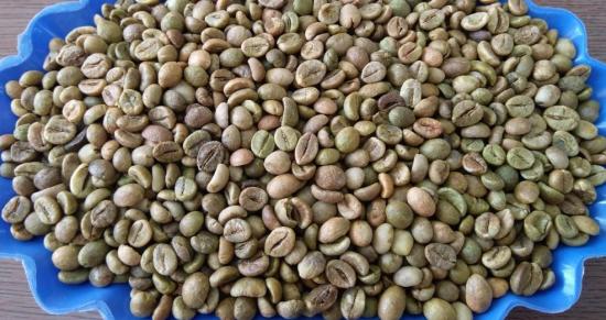 Robusta Coffee Grade 1 SCR 18 Clean